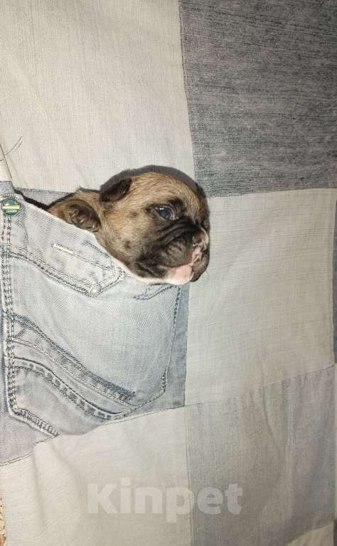 Собаки в Раменском: Щенки французского бульдога  Девочка, 20 000 руб. - фото 7