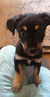 Отдаю щенков в добрые и надёжные руки