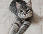 Кошки в Пензе: Пропала молодая кошечка (возраст 1 год) Девочка, 1 000 руб. - фото 1