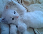 Кошки в Рязани: Котята, Бесплатно - фото 8