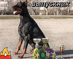 Собаки в Краснодаре: Высокопродные щенки добермана, 50 000 руб. - фото 8
