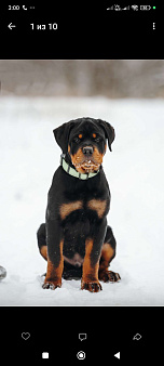 Высокопородный кобель ротвейлера!