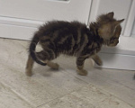 Кошки в Краснодаре: Котята в добрые руки. Мальчик, Бесплатно - фото 3