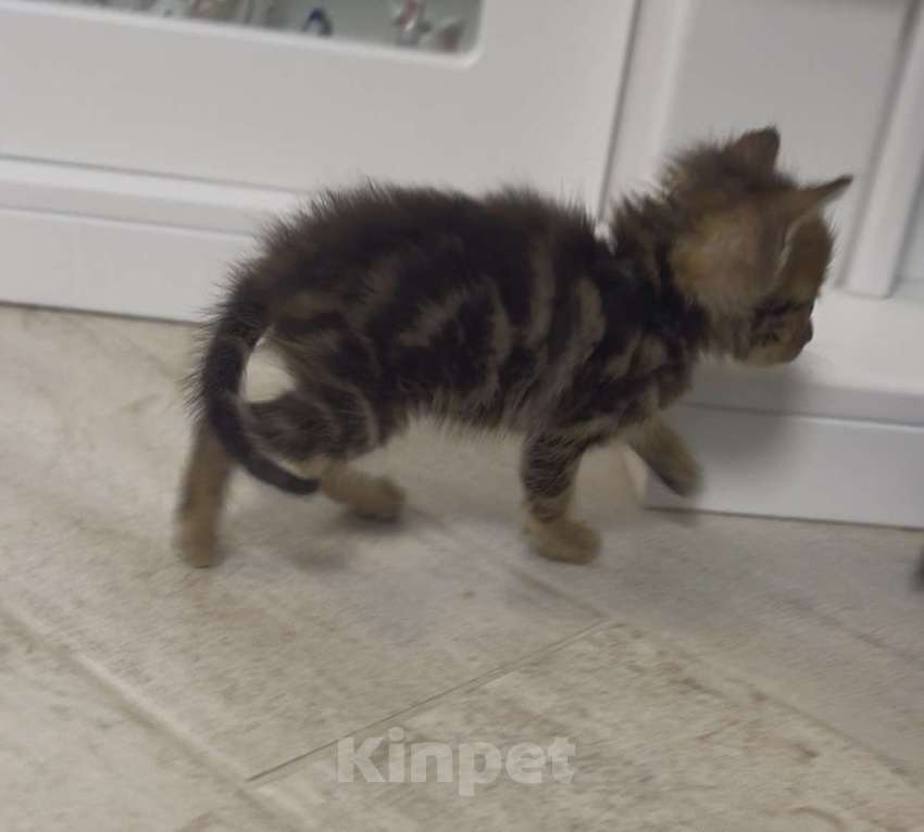 Кошки в Краснодаре: Котята в добрые руки. Мальчик, Бесплатно - фото 3