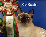 Кошки в Москве: Тайский котик Max Gamlet сил-пойнт  Мальчик, 70 000 руб. - фото 1