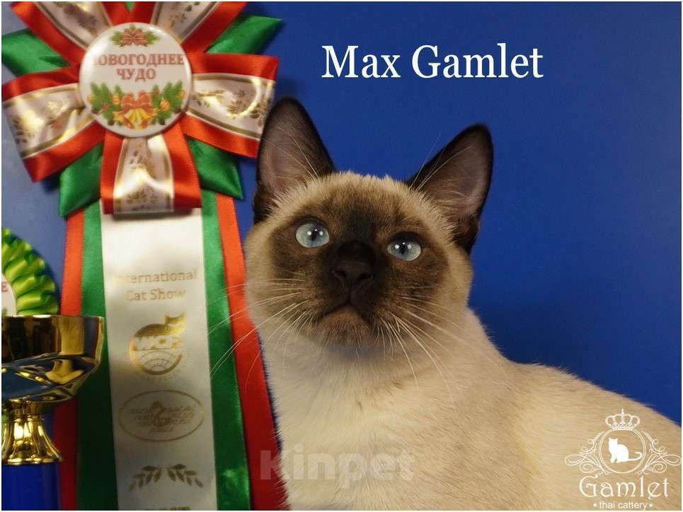 Кошки в Москве: Тайский котик Max Gamlet сил-пойнт  Мальчик, 70 000 руб. - фото 1
