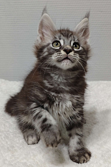 Мейн-кун мальчик 