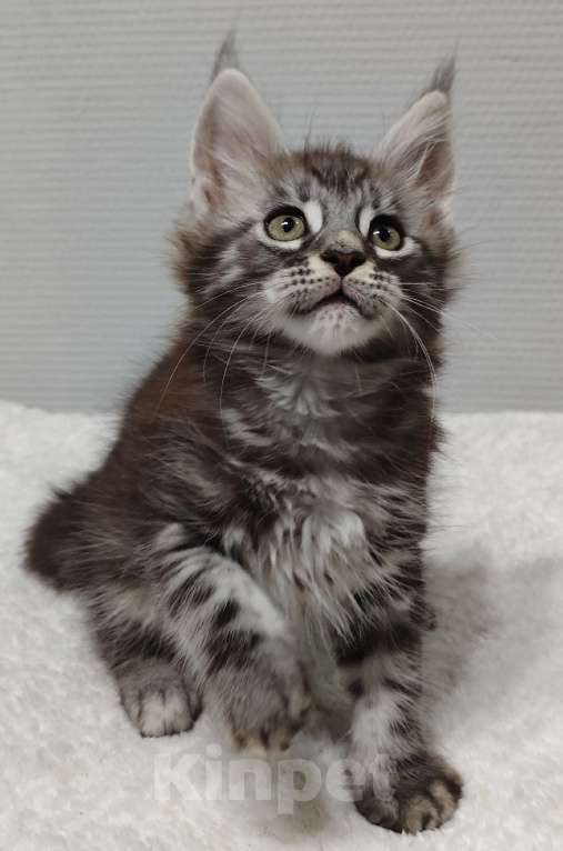 Кошки в Туле: Мейн-кун мальчик  Мальчик, 35 000 руб. - фото 1