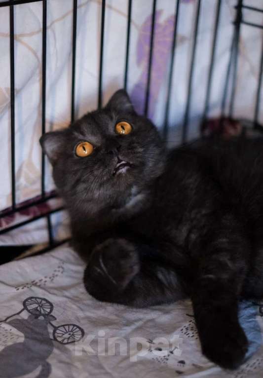 Кошки в Санкт-Петербурге: Лилу из приюта ищет дом Девочка, Бесплатно - фото 7