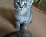 Кошки в Казани: Маленькая девочка. Ей чуть меньше 3 месяцев. Девочка, 1 руб. - фото 3