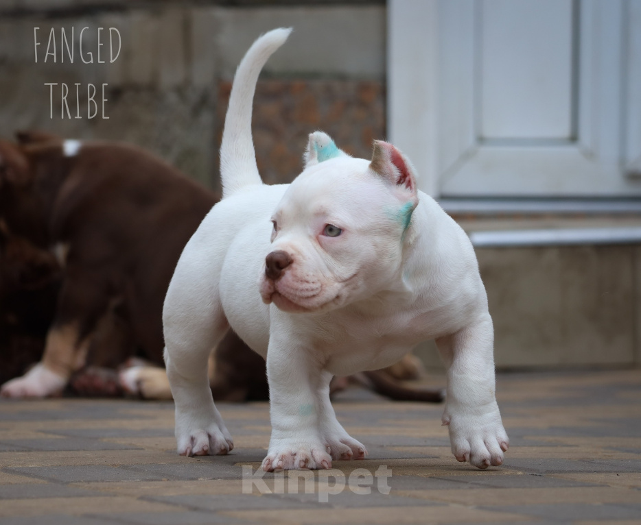 Собаки в Краснодаре: Белый мальчик американского булли Мальчик, Бесплатно - фото 7