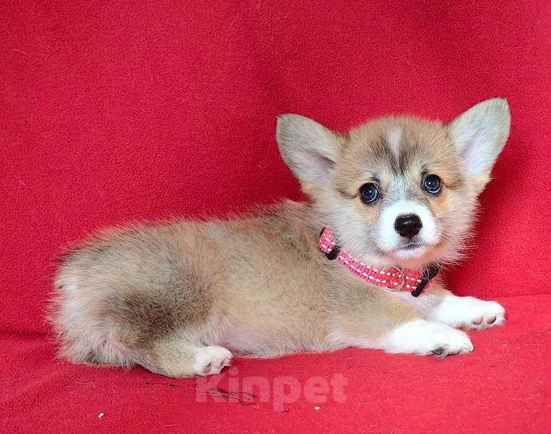 Собаки в Москве: Девочка и мальчики. Мальчик, 50 000 руб. - фото 6