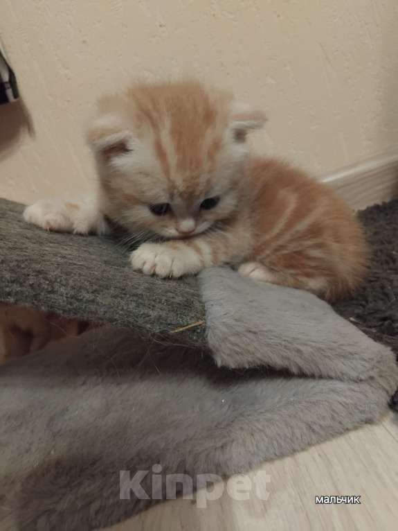 Кошки в Новосибирске: Шотландики Мальчик, 7 000 руб. - фото 10