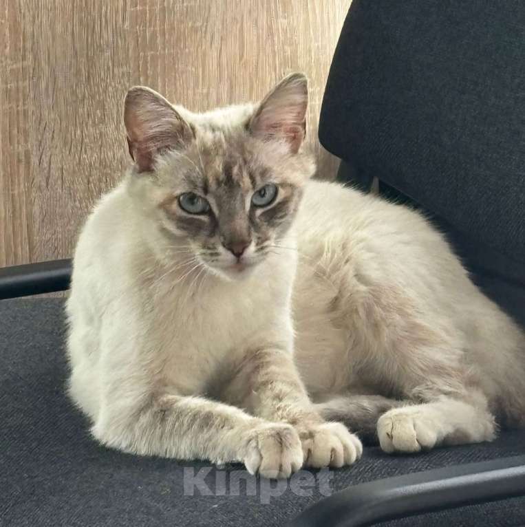 Кошки в Москве: У Лаванды нет хороших фотографий, поэтому ее никто не замечает 💔 Девочка, Бесплатно - фото 2