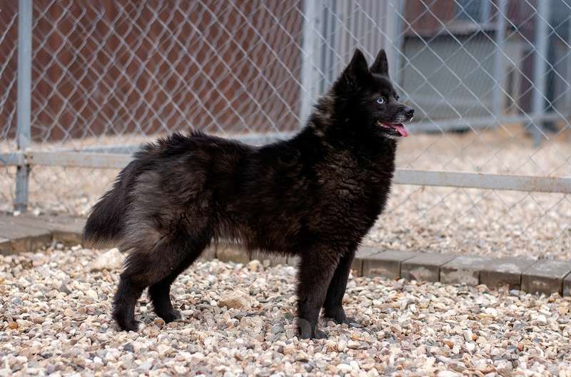 Собаки в Москве: Разноглазый шипперке Розик в добрые руки Мальчик, Бесплатно - фото 2