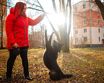 Собаки в Санкт-Петербурге: Домашняя собачка, дружит с кошками Девочка, Бесплатно - фото 6