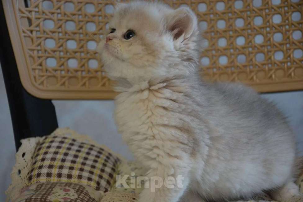 Кошки в Сочи: Котята Девочка, Бесплатно - фото 6