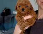 Собаки в Москве: Мальчик Тедди пуделя Мальчик, 100 000 руб. - фото 1