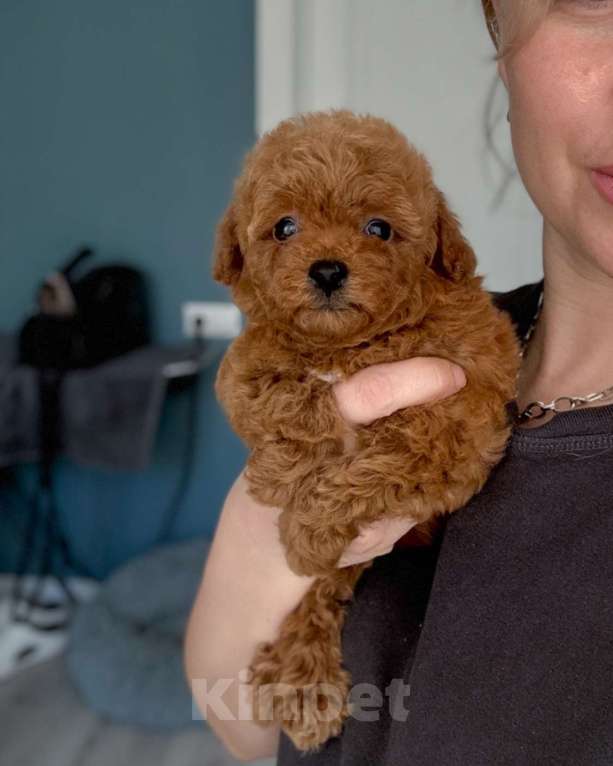 Собаки в Москве: Мальчик Тедди пуделя Мальчик, 100 000 руб. - фото 1