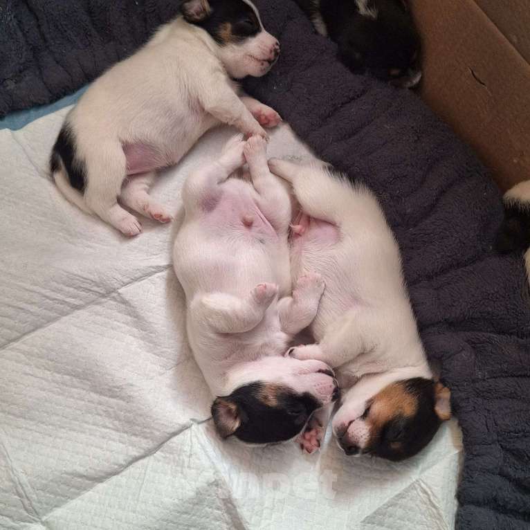 Собаки в других городах Красноярского края: Щенок мальчик Мальчик, 15 000 руб. - фото 2