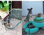 Собаки в Краснодаре: Есии Девочка, 1 руб. - фото 3
