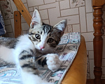 Кошки в Рассказово: Отдам даром в добрые ручки Девочка, Бесплатно - фото 2