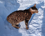 Кошки в Москве: Бенгальский котенок Мальчик, 30 000 руб. - фото 4