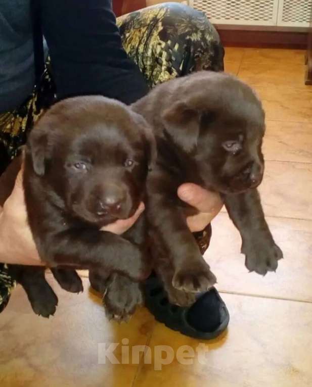 Собаки в Новосибирске: Щенки Лабрадора Девочка, 25 000 руб. - фото 5