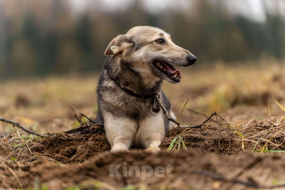Собаки в Клине: Кэти — невероятная обаяшка Девочка, Бесплатно - фото 5