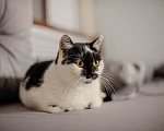 Кошки в Саранске: Аза ищет дом Девочка, Бесплатно - фото 3