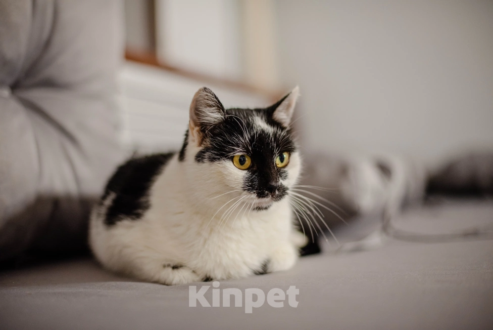 Кошки в Саранске: Аза ищет дом Девочка, Бесплатно - фото 3