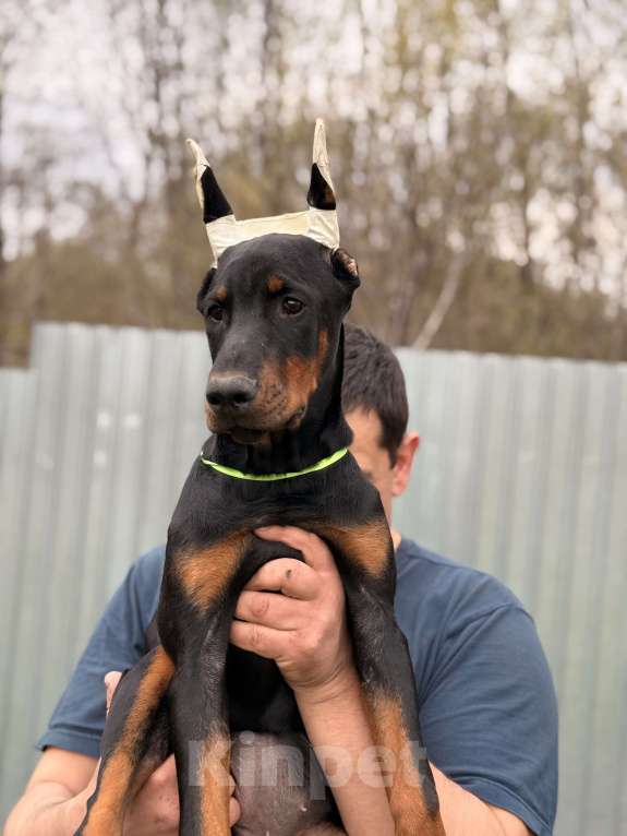 Собаки в Москве: щенок добермана Девочка, 80 000 руб. - фото 9
