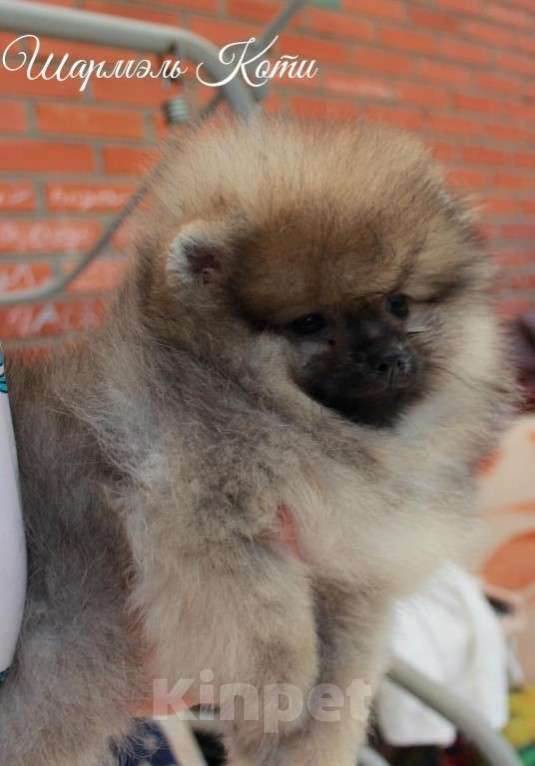 Собаки в Краснодаре: Щенок померанского шпица Мальчик, 33 000 руб. - фото 1