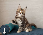 Кошки в Москве: Мейн-Кун котята Разнополые, Бесплатно - фото 4