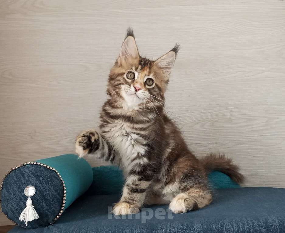 Кошки в Москве: Мейн-Кун котята Разнополые, Бесплатно - фото 4