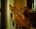 Кошки в Самаре: Абиссинские котята Девочка, 25 000 руб. - фото 1
