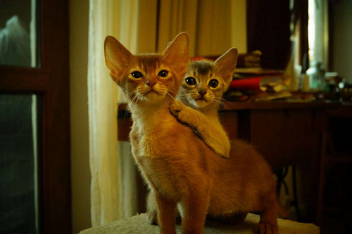 Объявление: Абиссинские котята, 25 000 руб., Самара