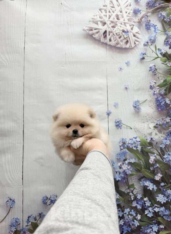 Собаки в Москве: Шикарный мальчик Мальчик, 27 000 руб. - фото 1