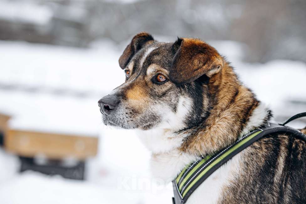 Собаки в других городах Московской области: Сладкий пирожок заждался свою семью Мальчик, Бесплатно - фото 5