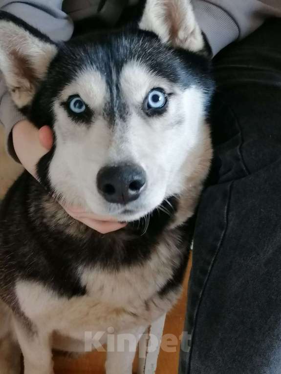 Собаки в Липецке: Отдам добрые руки Девочка, Бесплатно - фото 2