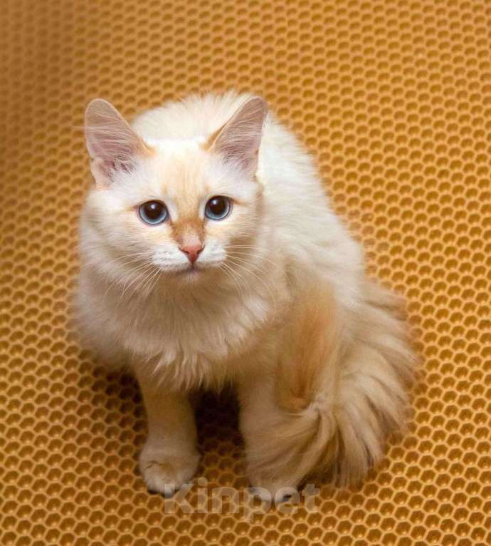 Кошки в Москве: Нежная ласковая кошечка Синди в добрые руки Девочка, Бесплатно - фото 3