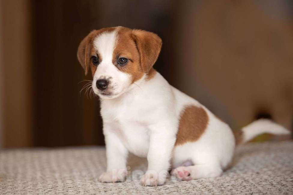 Собаки в Санкт-Петербурге: Щенок джек рассел терьера Девочка, 50 000 руб. - фото 2