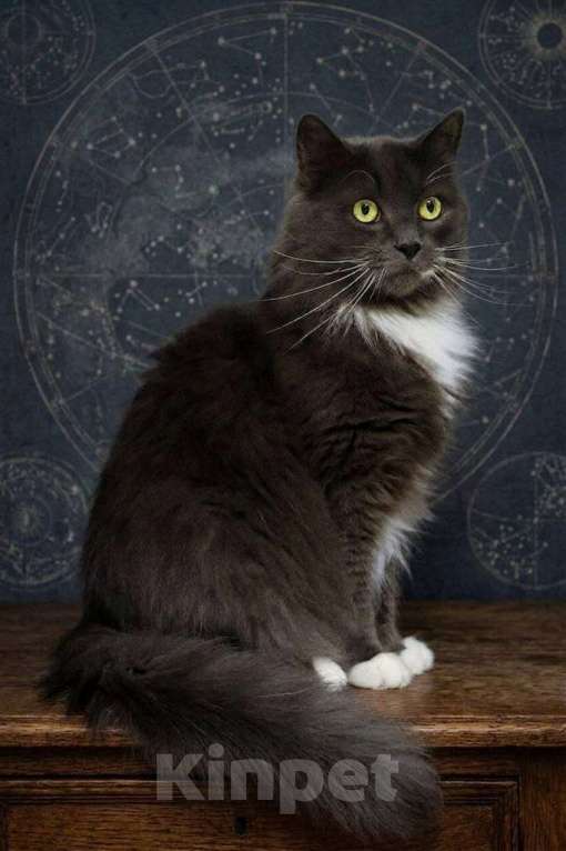 Кошки в Мытищах: Мягкий, пушистый, уютный кот - Пушистик Мальчик, Бесплатно - фото 3