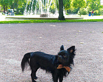 Собаки в Санкт-Петербурге: Вязка, кобель чихуахуа Мальчик, 1 руб. - фото 3