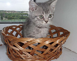 Кошки в Болхове: котята, 100 руб. - фото 2