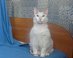 Кошки в Усинске: котики породы Донской сфинкс, 1 000 руб. - фото 2