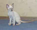 Кошки в Краснодаре: Ориентальный котенок Девочка, 15 000 руб. - фото 3