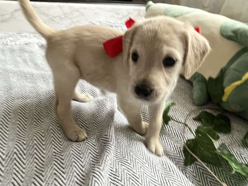 Собаки в Краснодаре: Щенок  Девочка, 3 000 руб. - фото 4