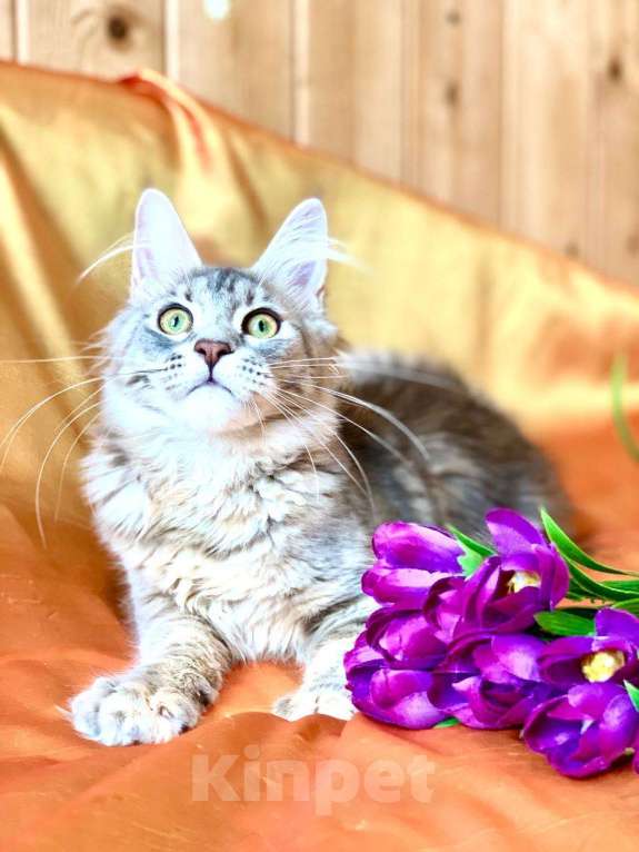 Кошки в Челябинске: 🔥🔥🔥 КОТЕНОК МЕЙН-КУН ДЕВОЧКА Девочка, Бесплатно - фото 8