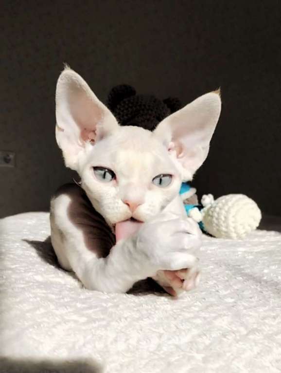 Кошки в Москве: Котенок Девон рекс Мальчик, 60 000 руб. - фото 3